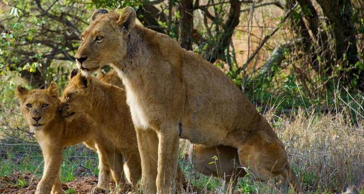 A lioness with two cubs in a forested area.
