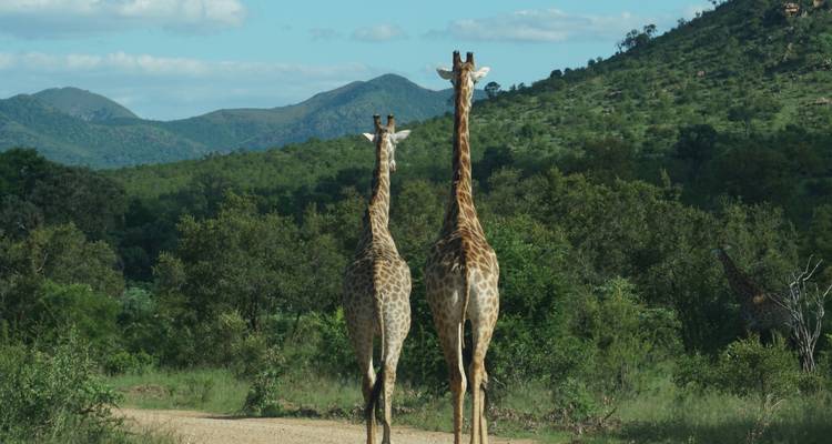 Two giraffes walking on a dirt road with mountains in the background.