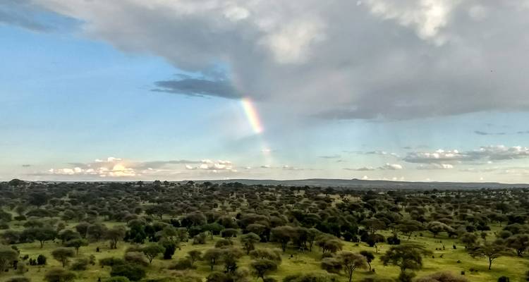 Vasto paisaje con árboles y un arcoíris en el cielo.