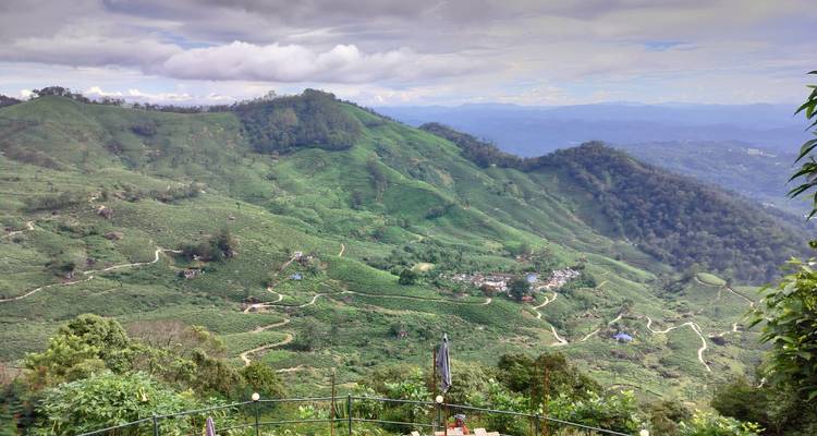 Vue aérienne de collines verdoyantes et de plantations de thé.