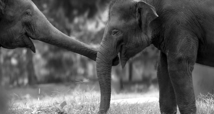Deux éléphants se touchant les trompes dans un environnement naturel.