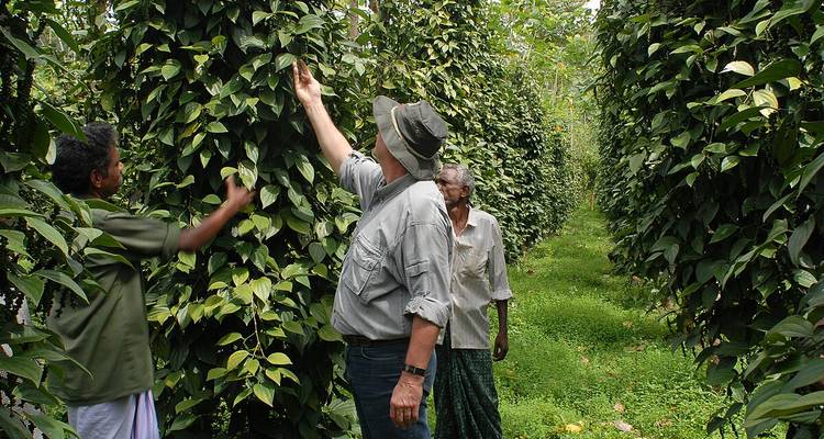 Des personnes explorant un jardin d'épices avec une végétation luxuriante.