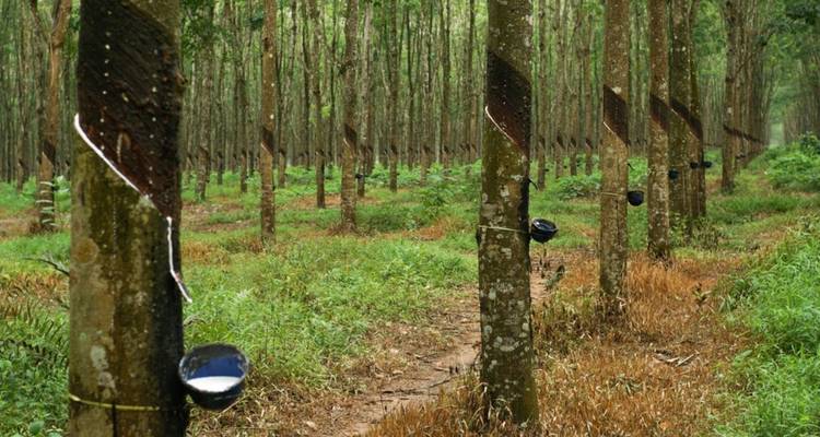 Hévéas dans une plantation avec des godets de collecte.