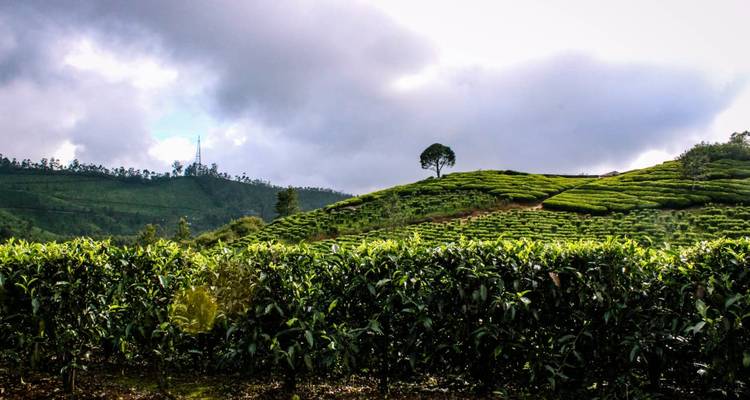 Collines couvertes de plantations de thé.