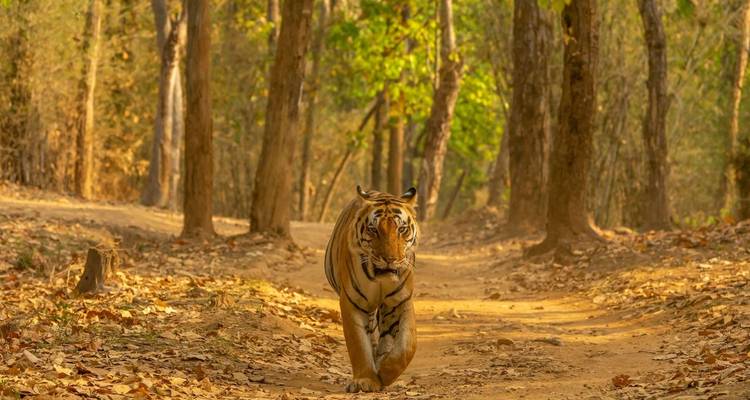 A tiger walking on a leaf-strewn path in a forest.