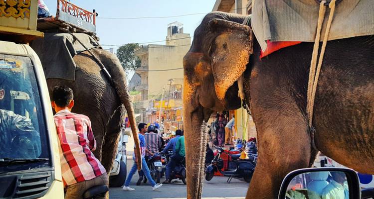 Elephants and people on a busy street in an urban area.