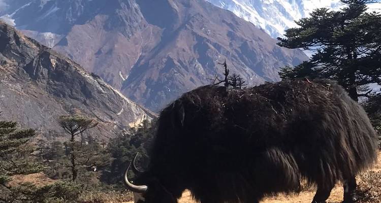 Yak grazing on a hillside with distant mountains.