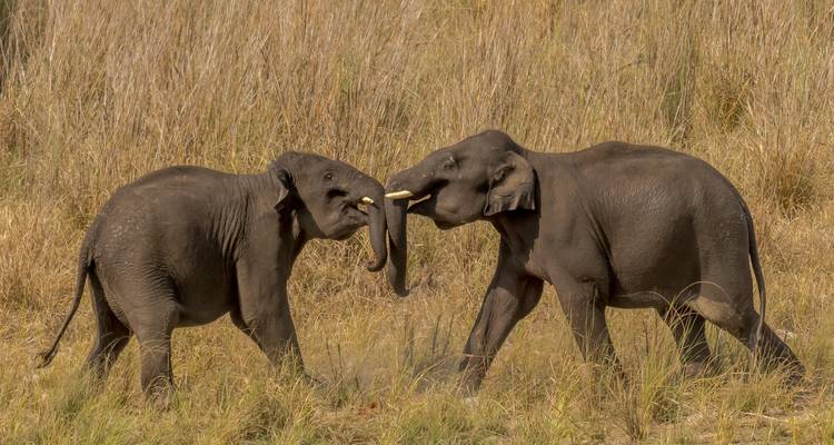 Two young elephants playfully interacting in a grassy area.