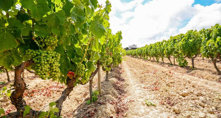 Close-up of grapevines in a vineyard.