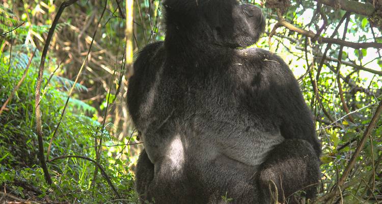Gorilla seated with back view in the forest.