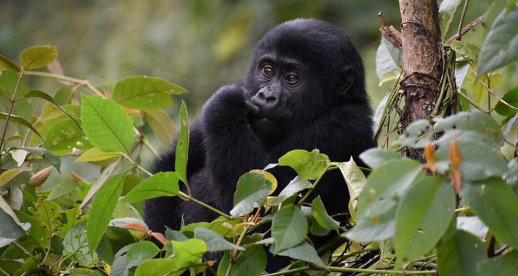 Young gorilla among foliage.