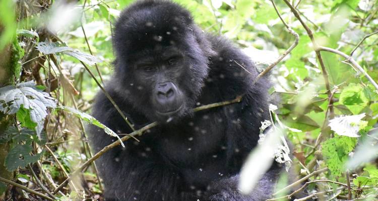 Gorilla in a forest with scattered light.