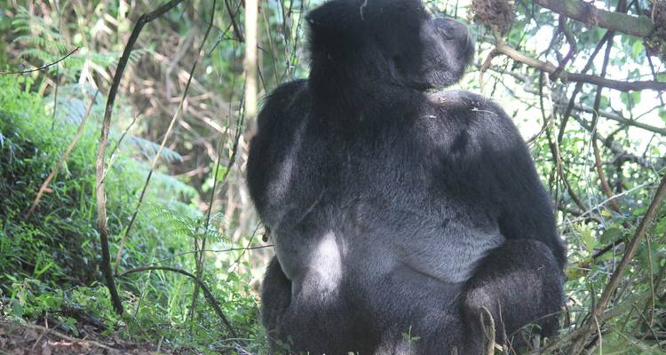 Gorilla seated with back view in the forest.