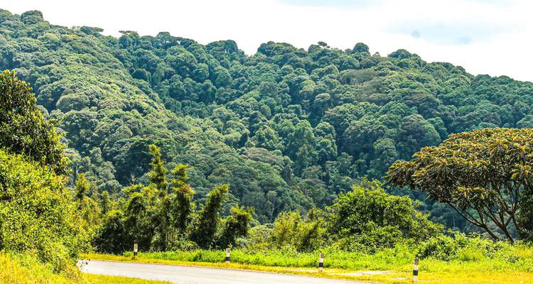 Forêt dense avec des arbres verts luxuriants.