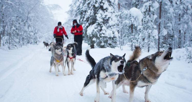 Equipo de perros husky tirando de un trineo por un sendero nevado en un bosque de la Laponia finlandesa
