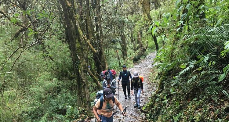 Group of hikers walking through a verdant forest trail.