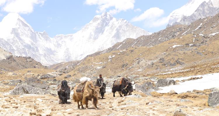 Herd of yaks with a human guide in a mountainous region.
