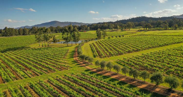 Vignobles et collines ondulantes sous un ciel bleu clair.