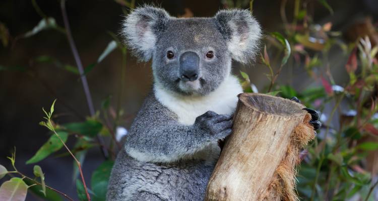 Un koala agrippé au tronc d'un arbre avec du feuillage en arrière-plan.