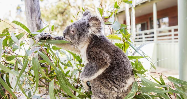 Un koala comiendo hojas de eucalipto con un edificio al fondo.
