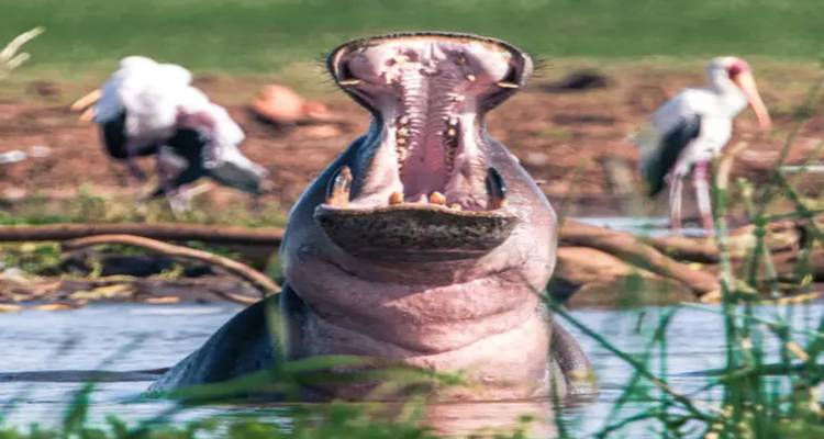 Hippopotamus yawning in water with birds in the background.