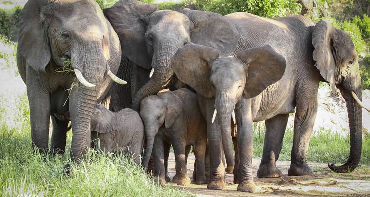Groupe d'éléphants dans la nature, l'un se grattant contre un arbre.