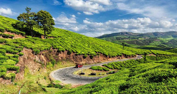 Winding roads through vibrant green tea plantations.