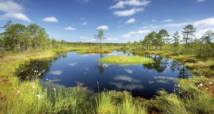 Friedlicher See umgeben von Bäumen, die sich im Wasser spiegeln.