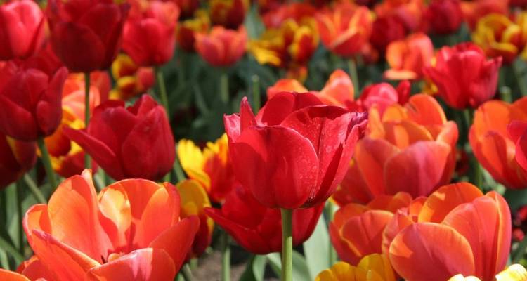 Close-up van levendige rode en oranje tulpen in een tuinomgeving.