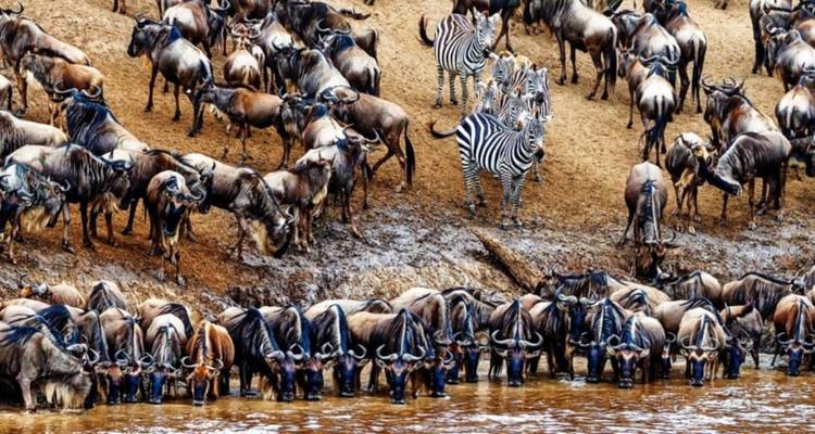 Cebras y ñus reunidos en una fuente de agua