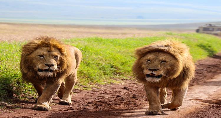 Dos leones machos caminando juntos por un sendero de tierra