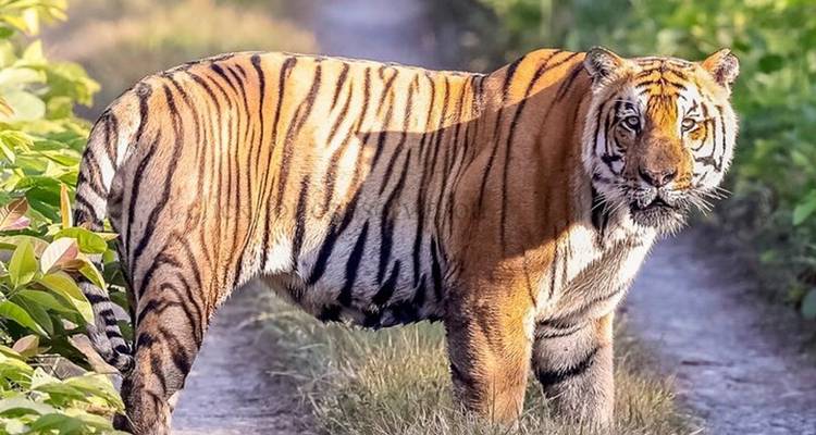 Tigre du Bengale dans un habitat naturel à Chitwan.