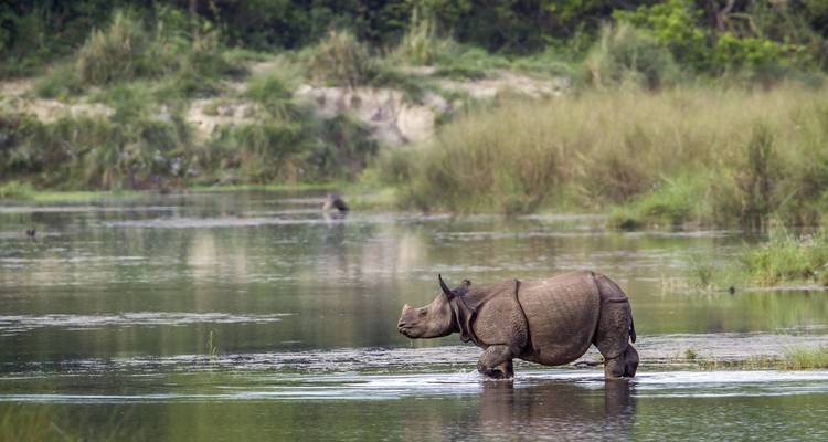 Un rhinocéros traversant une rivière à Chitwan.