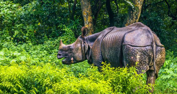 Rhinocéros dans une végétation luxuriante à Chitwan.