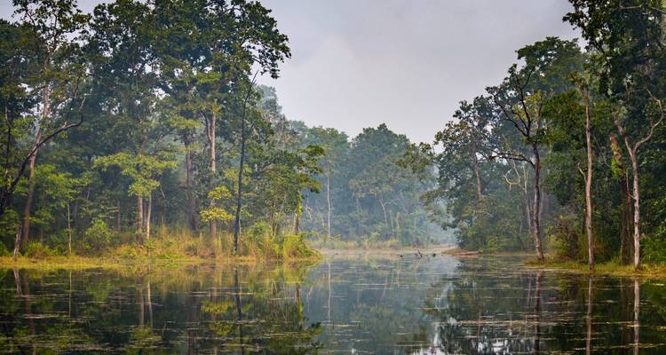 Lac serein entouré d'une forêt dense à Chitwan.