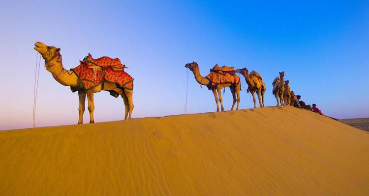 Camels in a desert landscape at dusk.