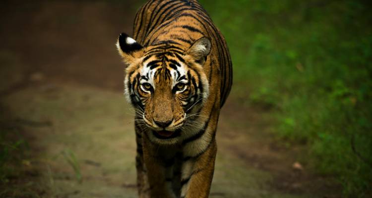 Close-up of a tiger walking on a forest path.