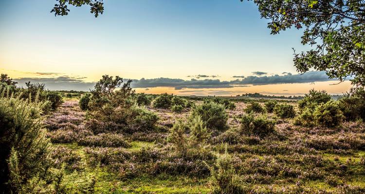 Heathland with bushes under a colorful sky.