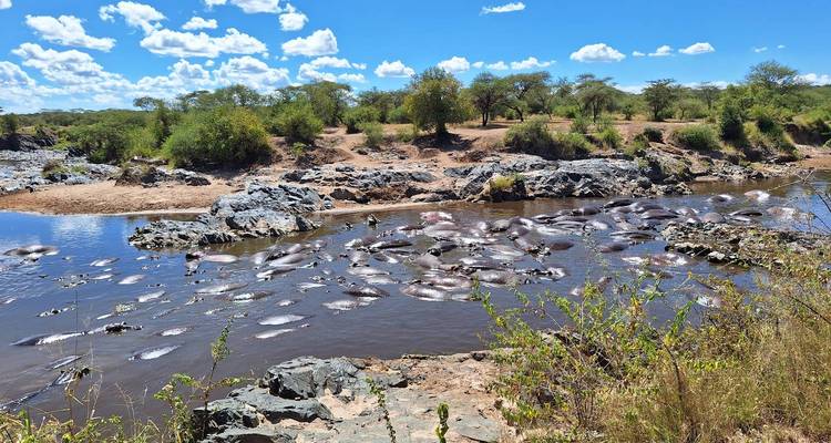 Des hippopotames dans une rivière sous un ciel bleu clair.