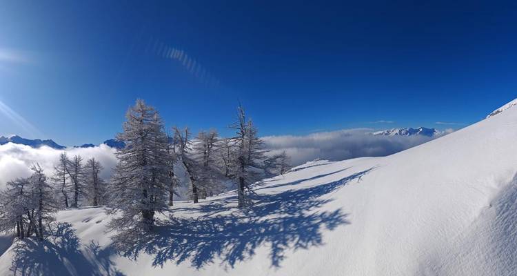 Snowy landscape with trees and a view of distant mountains under a clear blue sky.