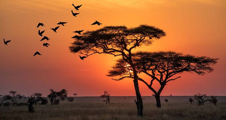 Árboles de acacia en silueta contra un cielo vibrante de atardecer.
