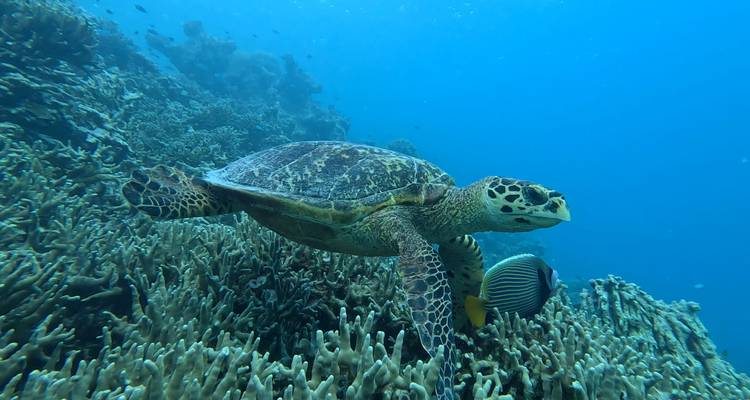 Tortue nageant au-dessus des récifs coralliens aux Maldives.