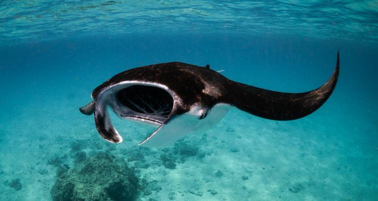Gros plan d'une raie manta solitaire nageant dans des eaux claires.
