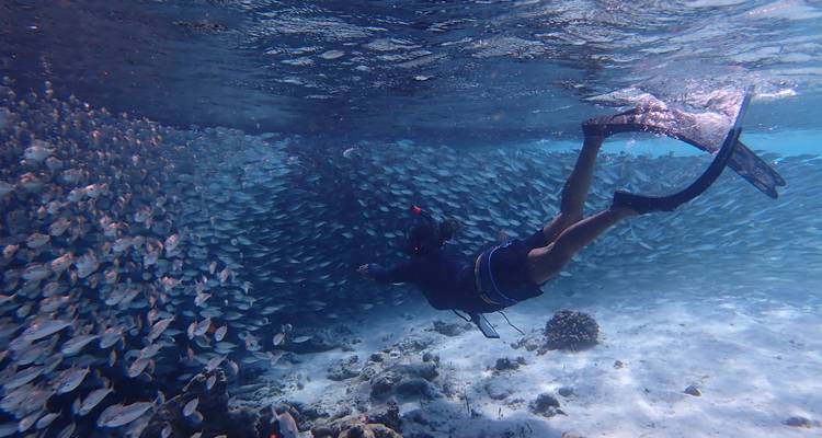 Plongeur sous l'eau avec un banc de poissons.