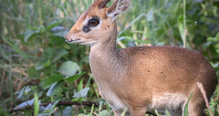 Close-up of a dik-dik in the grass.