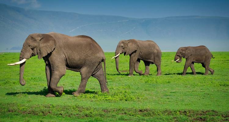 Three elephants walking on a grassy plain.