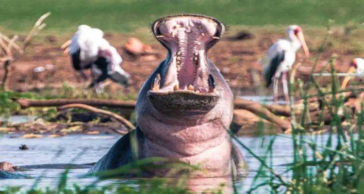 Hippopotamus with open mouth in water with storks nearby.