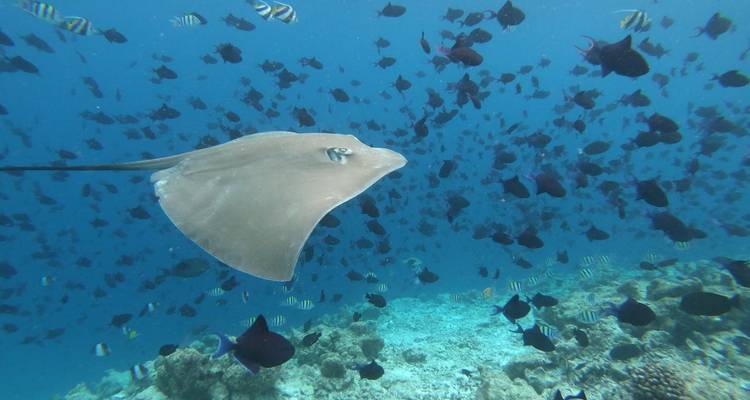 Scène sous-marine avec une raie pastenague entourée de bancs de poissons.