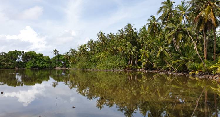 De grands palmiers se reflètent dans une étendue d'eau immobile.