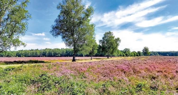 Feld mit lila Blumen unter einem blauen Himmel.
